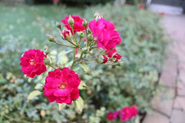 ピンクの花