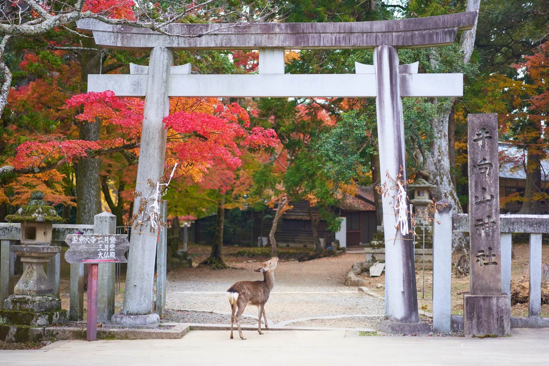 鳥居と鹿