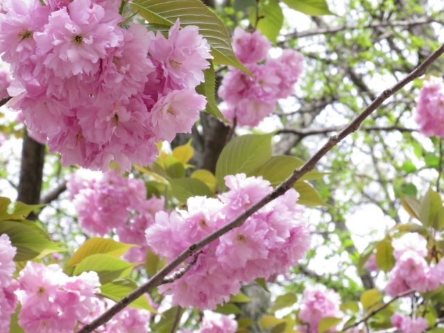 八重桜