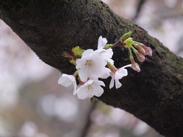 桜