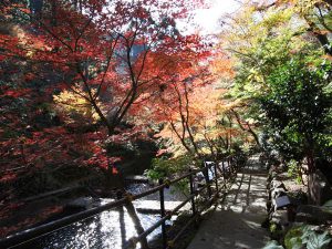 秋の紅葉も澄んだ空気でよりキレイ