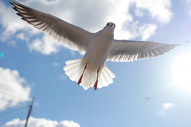 鳥と空