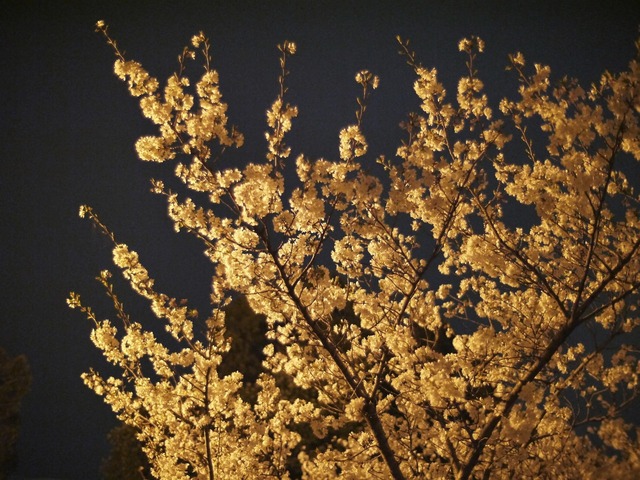 夜桜