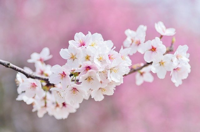 桜