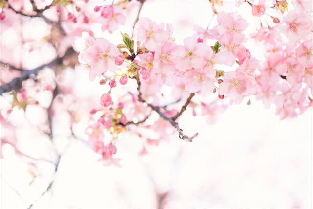 桜