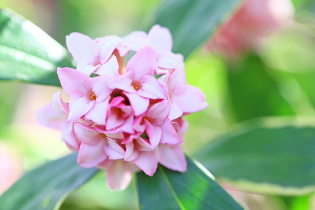 春だから沈丁花の香りを楽しむ より良い毎日を過ごすためのビューティ ウェルネスマガジン
